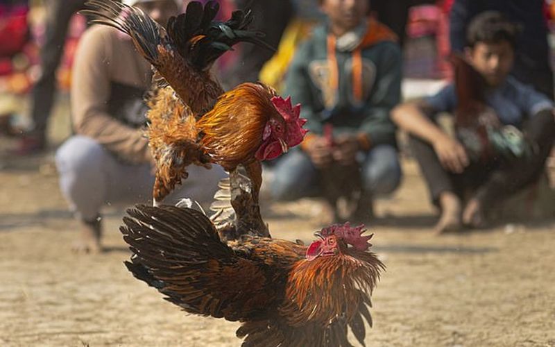 Thuật ngữ đá gà đổi thưởng là gì?