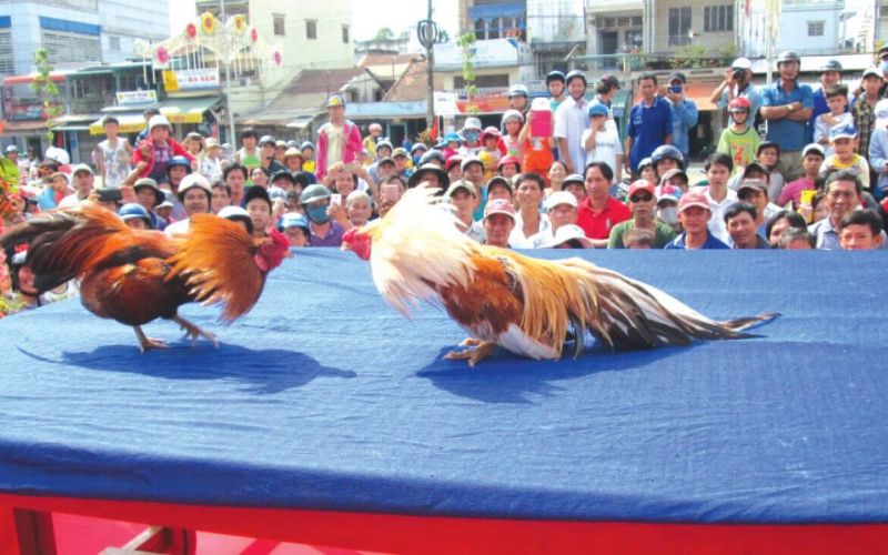 Luật chơi đá gà đổi thưởng