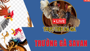 Lý do tại sao đá gà Savan được ưa chuộng như vậy?