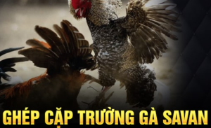 Các quy tắc và quy định của đá gà Savan