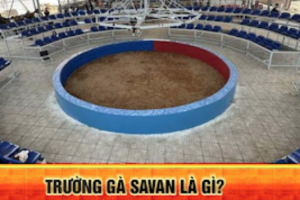 Tổng quan về đá gà Savan