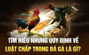 Luật chấp trong đá gà là gì?