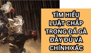 Luật chấp trong đá - Tìm hiểu kiến thức về luật chấp trong đá gà đối với người đam mê chọi gà trực tuyến SHBET