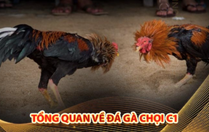 Nuôi gà chọi C1 - Phương pháp và bí quyết nuôi gà chọi C1 của các chuyên gia SHBET