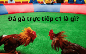 Lý do tại sao bạn phải học cách nuôi gà chọi C1