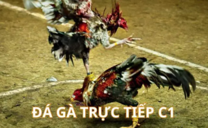 Bí quyết nuôi gà chọi C1 của các chuyên gia SHBET
