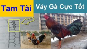 Gà tam tài là gì? Mẹo nhận biết vảy gà tam tài bất bại từ các sư kê SHBET