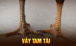 Thông tin cơ bản về vảy gà tam tài