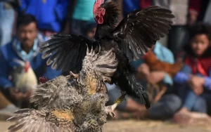 hình ảnh đá gà