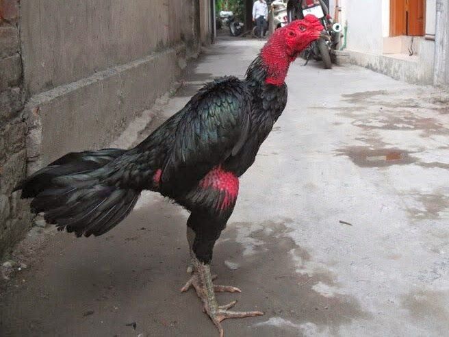 hình ảnh đá gà