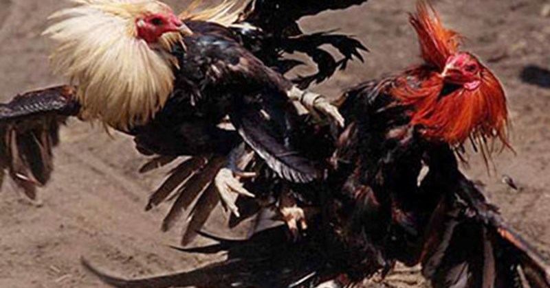 hình ảnh đá gà