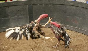 hình ảnh đá gà